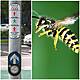 A Deep Dive On Pedestrian Beeps, And Are We Headed For Waspmageddon?
