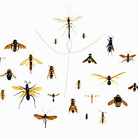 One-third of insects are under threat of extinction Image