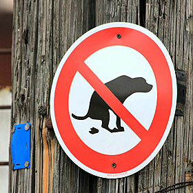 Should dog poo be DNA tested to hold owners responsible? Image