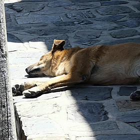 How to look after your dog in a heatwave Image