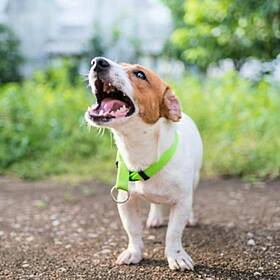Tallaght Dog Owner Gets Sinister Warning From Neighbour Image