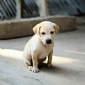 DSPCA issue warning over puppy farms Image