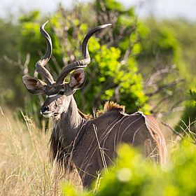 UK trophy hunting ban 'will end up killing far more animals than it saves' Image