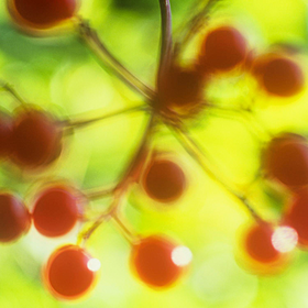 Gardening stories: The tale of atomic seeds Image