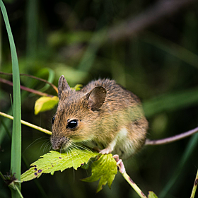 New special bridge to help dormice travel between trees Image