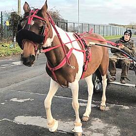 Animal rights activist wants all "horse and sulkys" banned from our roads Image