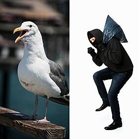 Ireland's Seagull Dilemma, And Purple Burglar Alarms Image