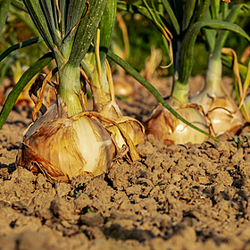 How I Live Well: Growing your own vegetables Image