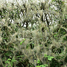 What’s behind the recent boom of silk webs? Image