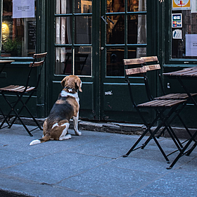 Should public spaces be more dog friendly? Image