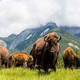 Futureproof Extra: Tenacious Beasts Image