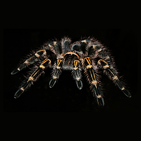 Would you have a pet tarantula? Image