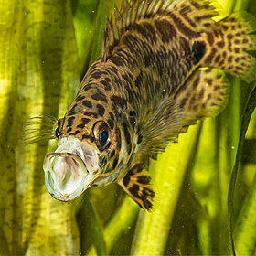 Green Scene: The contagious yawning in fish Image