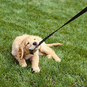 Ask the Expert: Dog Behaviour Image