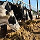 How hard is it to diversify farms?
