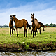 Equine Therapy