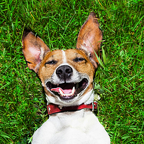 Why it’s so important to pick up your dog’s poo! Image