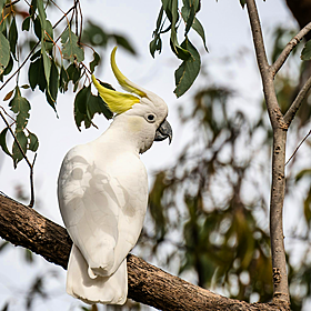 Study finds that cockatoos flavour their food! Image