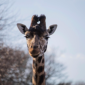 Dr Christoph Schwitzer Director of Dublin Zoo Image