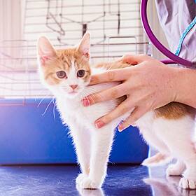 Ask The Expert: Pete The Vet Image