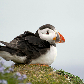 500 bird species could vanish in the next century - what can we do? Image