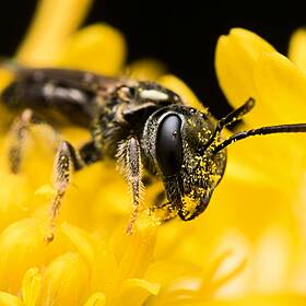 Green Scene: Honeybee lifespan and rowdy Octopuses Image
