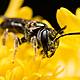 Green Scene: Honeybee lifespan and rowdy Octopuses