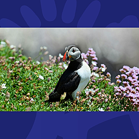 BirdWatch Ireland Identifies Critical Areas For Conserving Irish Seabirds Image