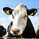 Do We Need To Change How We Eat To Achieve Climate Goals?