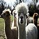 Out & About: The Flying Alpacas