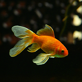 Vet performs surgery and saves goldfish Image