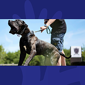 Hospitalisations Over Dog Bites Increases Over 50% In 10 Years Image