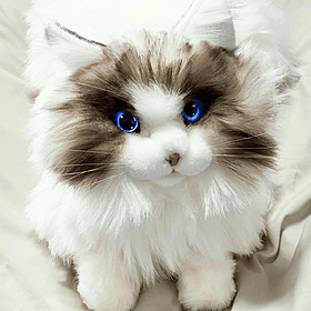 Robocats Image
