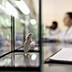 The Ethics of Animal Research