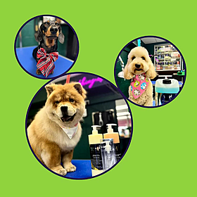 The day to day of a doggie daycare Image