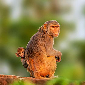 Green Scene: Why baby monkeys are being abducted by other species Image