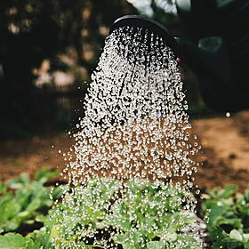 Ask The Expert: Gardening Image