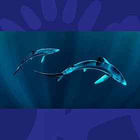 There Are HOW Many Sharks In Irish Waters? Image
