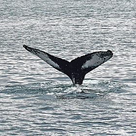 What happens to washed up whales? Image
