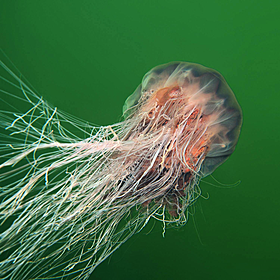 What jellyfish float in the Irish sea? Image