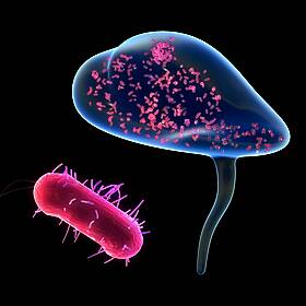 Futureproof Extra: Exploring why UTIs persist with artificial bladders Image