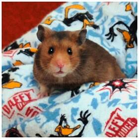 Hamster in Pajamas and Scary Music Image