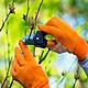 Ask the Expert: Gardening with Brian Burke