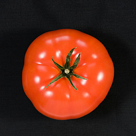 Green Scene: How tomatoes set booby traps for pests Image