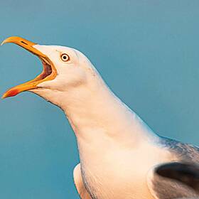 Balbriggan Baby Attacked By Vicious Seagull in Her Own Back Garden Image
