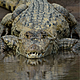 Virgin Mary Crocodile
