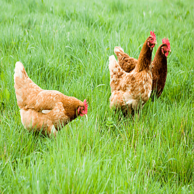 The Chicken Fancier Competition Image