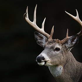 Open season for Deer Hunting has been extended Image
