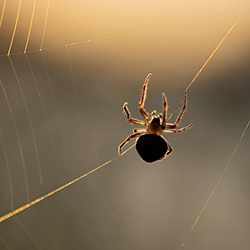 How are phobias passed down to your kids? Image
