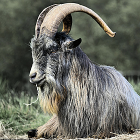 Why is the Old Irish Goat being targeted by trophy hunters? Image